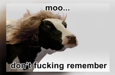 Memory cow Moo MOO