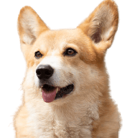 BNB Dog Inu