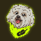 Robinhood Dog BRODIE