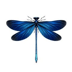 Dragon Fly