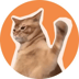 CatSlap (SLAP)
