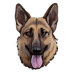 GermanShepherdDog (GSD)