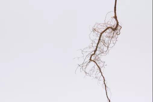 比特币 Taproot 升级在即：它的来源、内容与影响是什么？